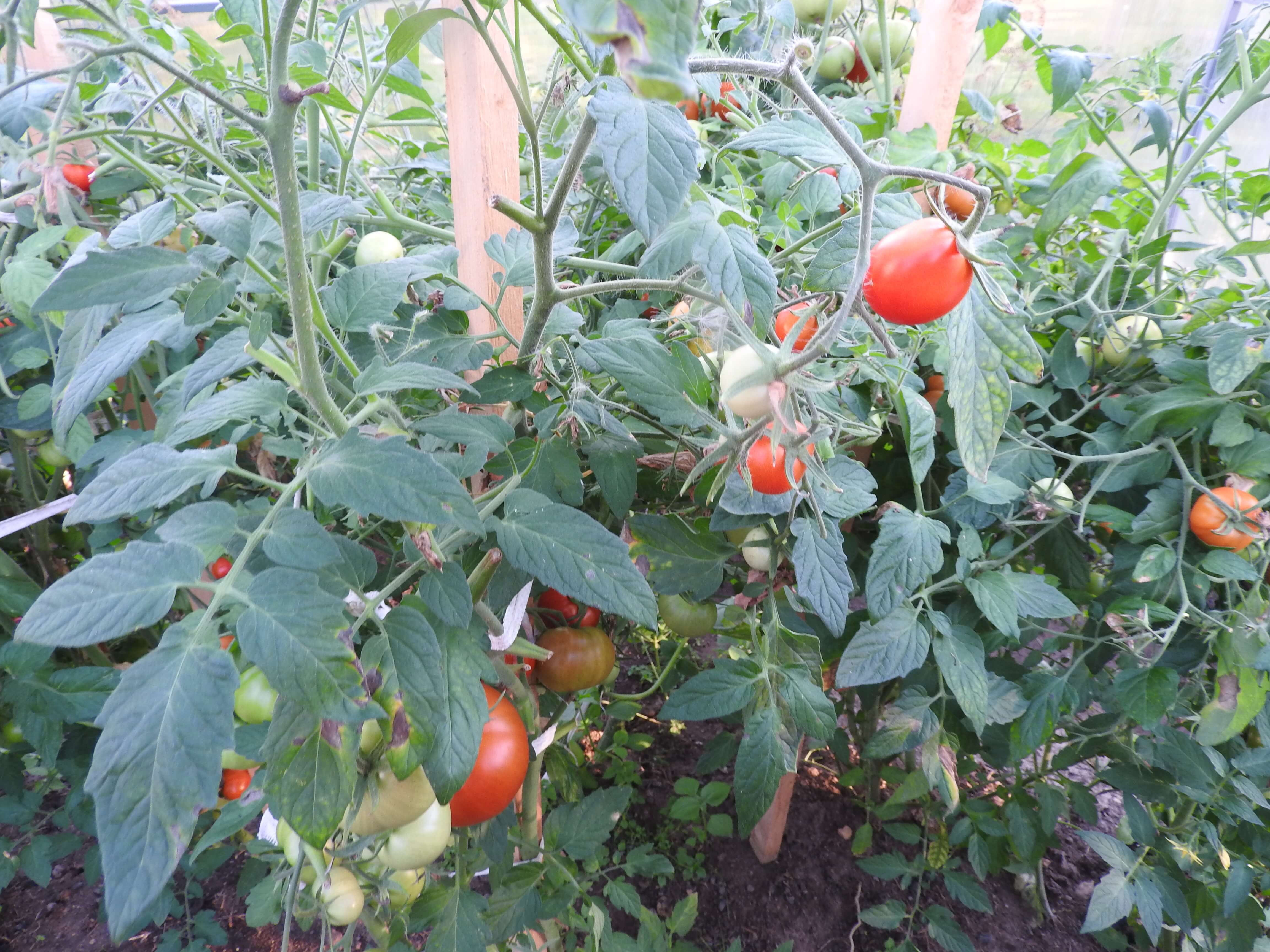 Grow your own garden in the city - Chicago