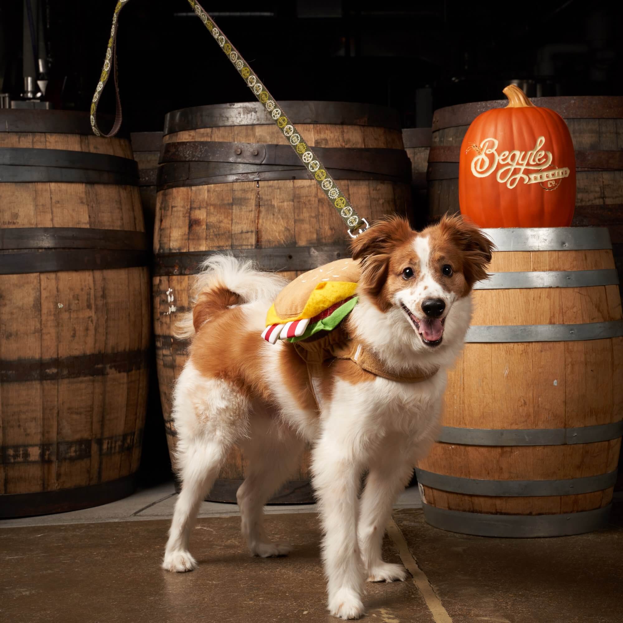 Dog-friendly chicago brewery - Begyle Brewing Co