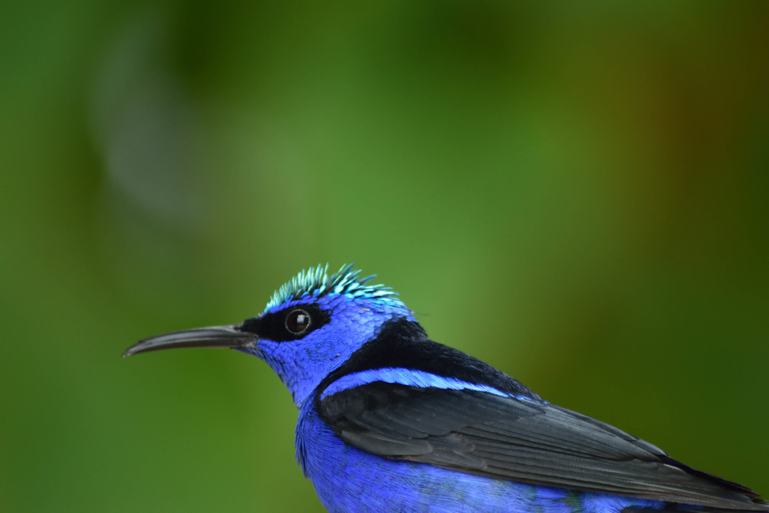 Peggy Notebaert Nature Museum - Bird